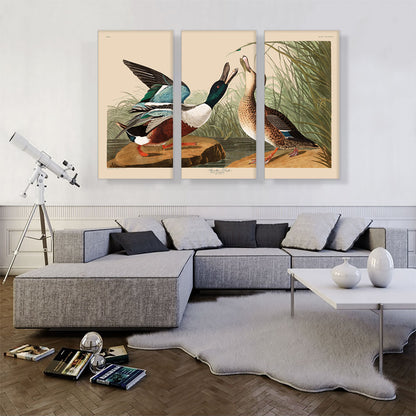 Shoveller Duck