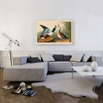 Shoveller Duck