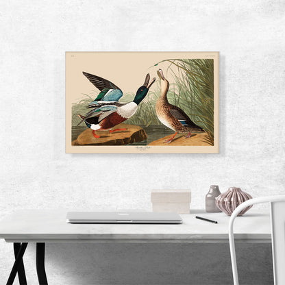 Shoveller Duck