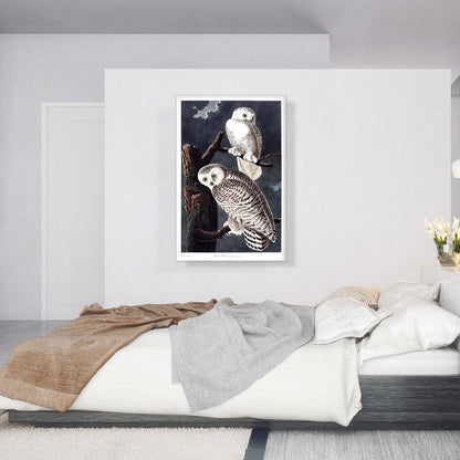 Snowy Owl