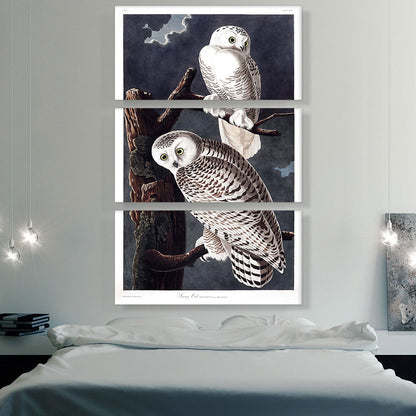 Snowy Owl
