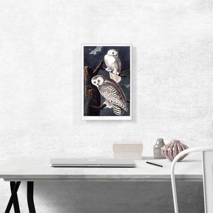 Snowy Owl