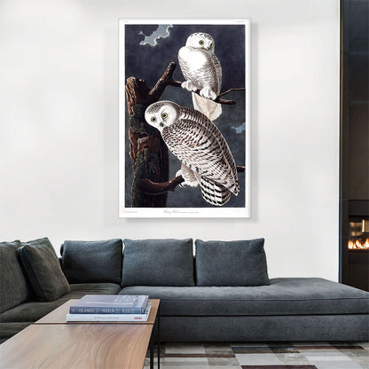 Snowy Owl