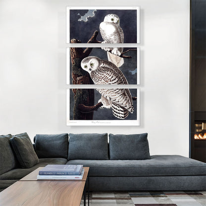 Snowy Owl