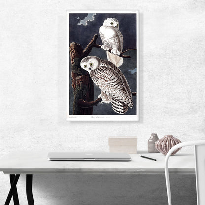 Snowy Owl