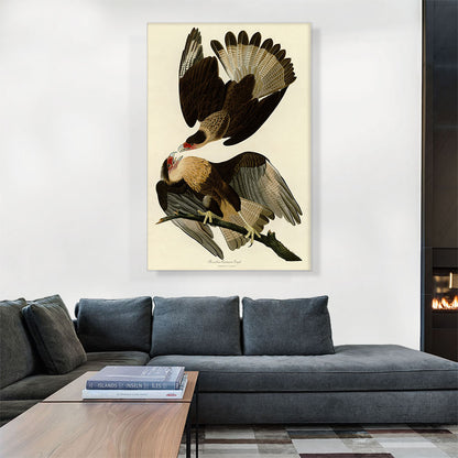 Brasilian Caracara Eagle