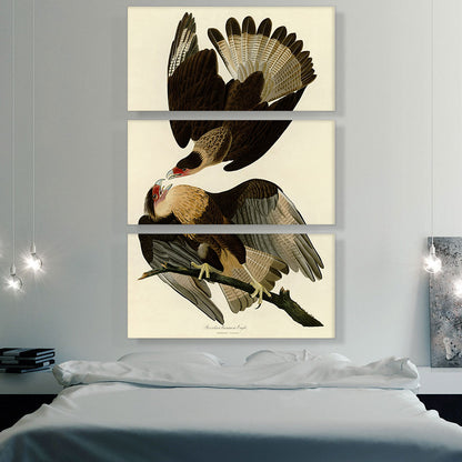 Brasilian Caracara Eagle