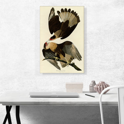 Brasilian Caracara Eagle