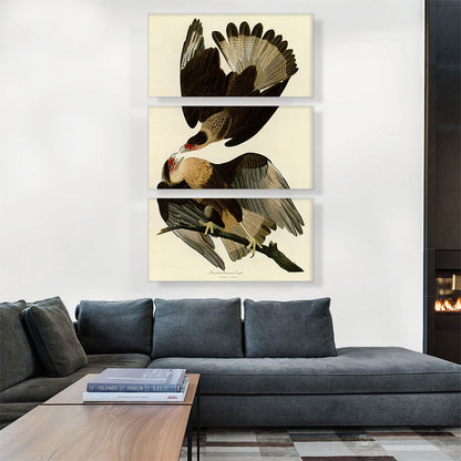 Brasilian Caracara Eagle