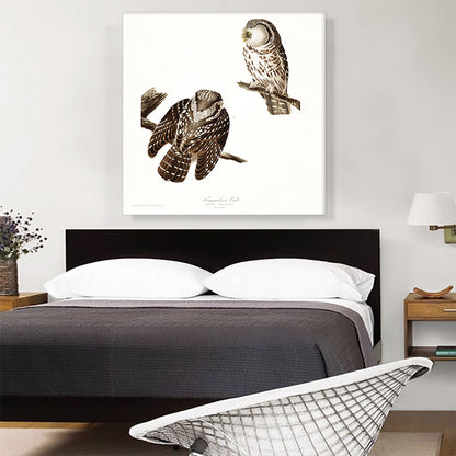 Tengmalms Owls