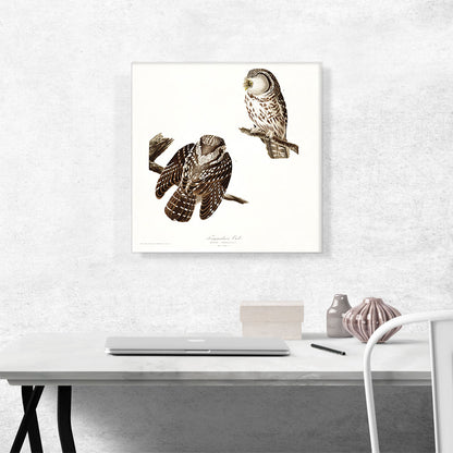 Tengmalms Owls