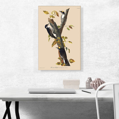 Three Toed Woodpecker