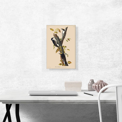 Three Toed Woodpecker