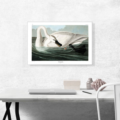 Trumpeter Swan