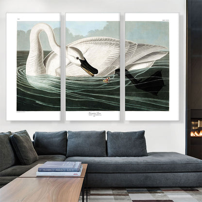 Trumpeter Swan