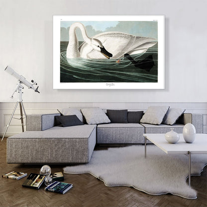 Trumpeter Swan