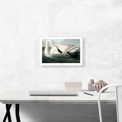 Trumpeter Swan