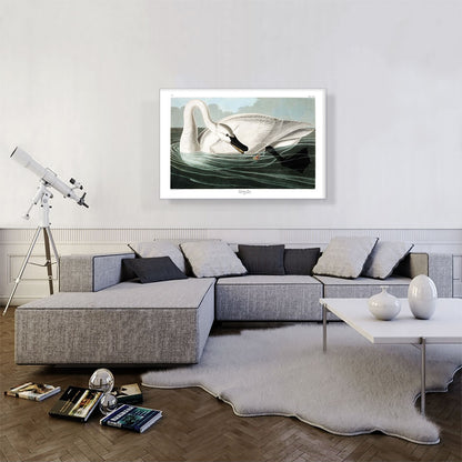 Trumpeter Swan