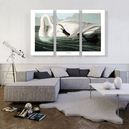 Trumpeter Swan