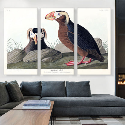 Tufted Auk