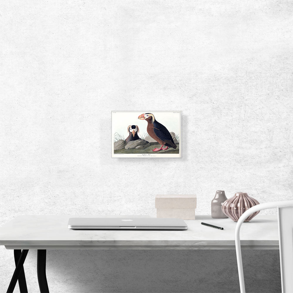 Tufted Auk