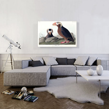 Tufted Auk
