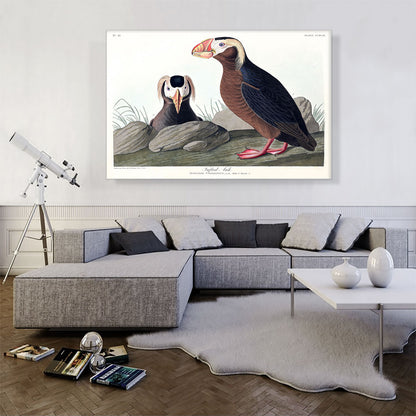 Tufted Auk