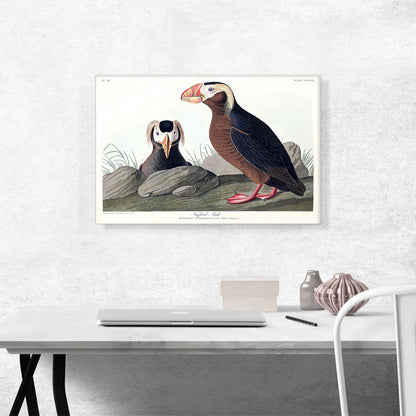 Tufted Auk