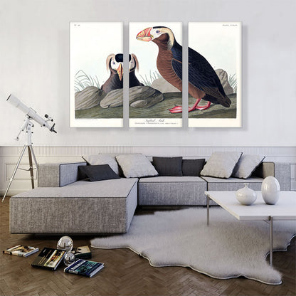 Tufted Auk