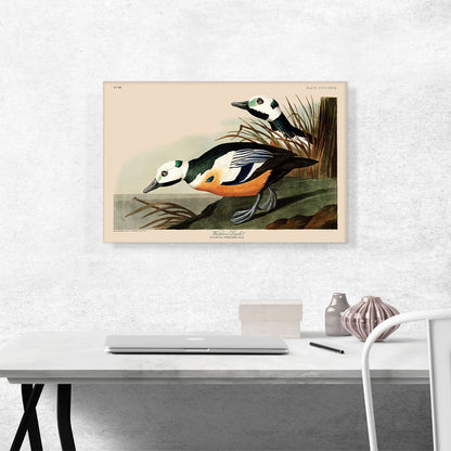 Western Duck