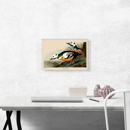 Western Duck