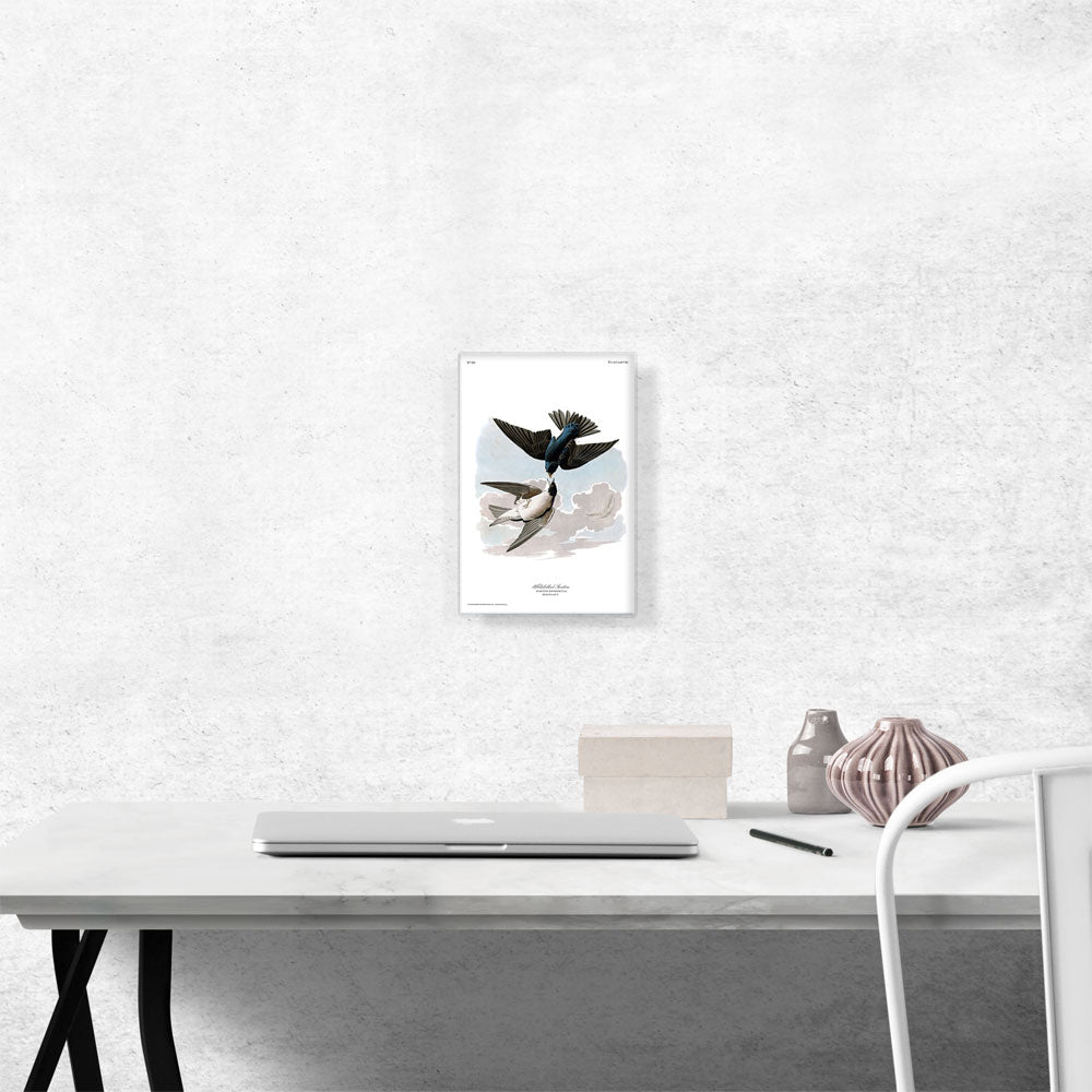 White Bellied Swallow