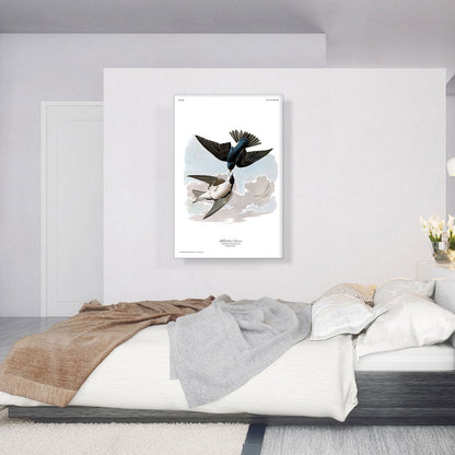 White Bellied Swallow
