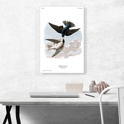 White Bellied Swallow
