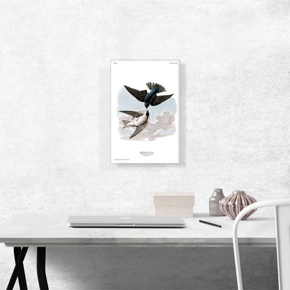 White Bellied Swallow