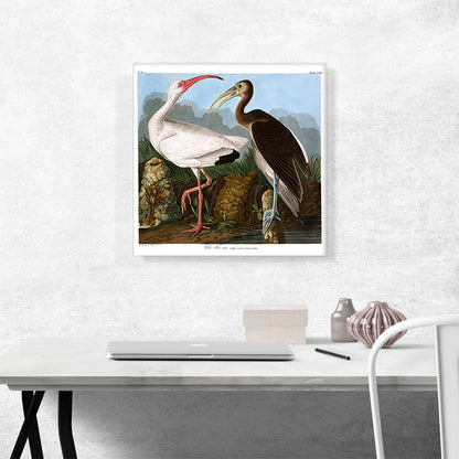 White Ibis