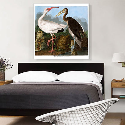 White Ibis