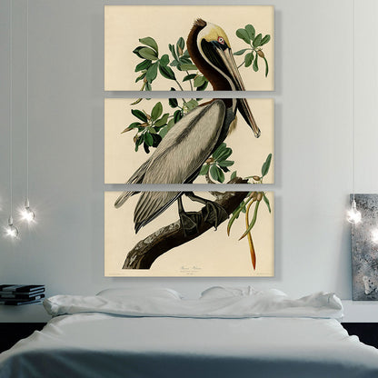 Brown Pelican