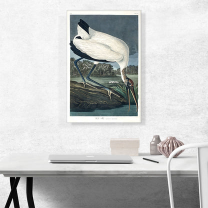 Wood Ibis