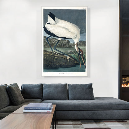 Wood Ibis