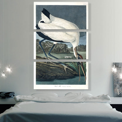 Wood Ibis