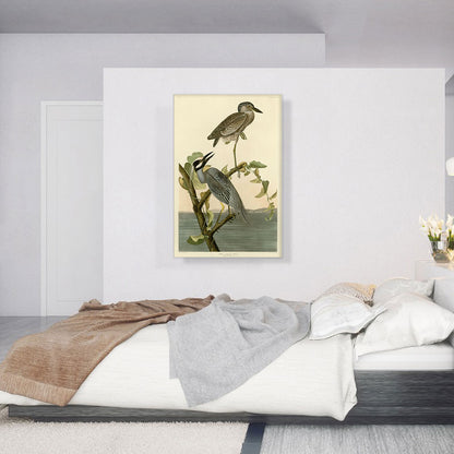 Yellow Crowned Heron