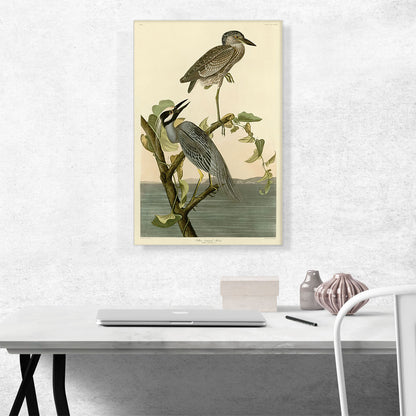 Yellow Crowned Heron