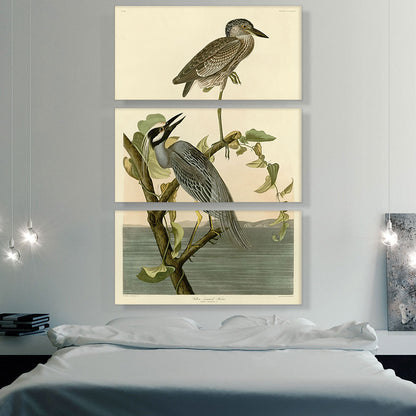 Yellow Crowned Heron