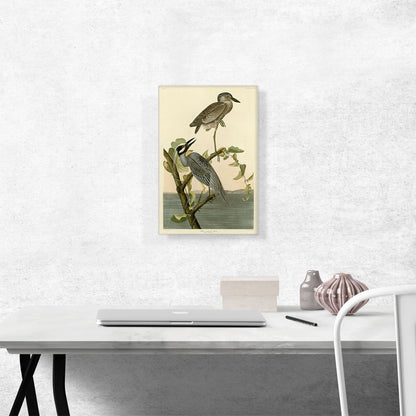Yellow Crowned Heron
