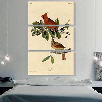 Cardinal Grosbeak