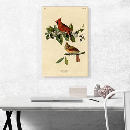 Cardinal Grosbeak