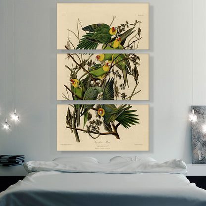 Carolina Parrot