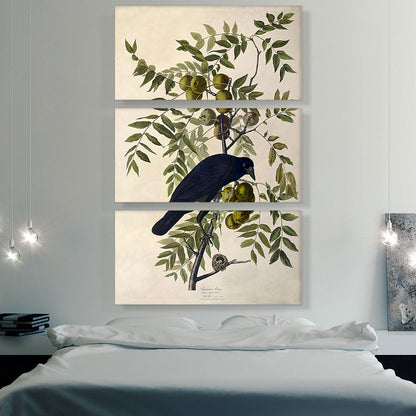 American Crow