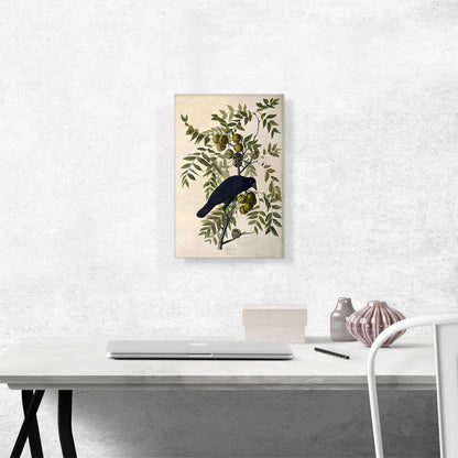 American Crow